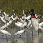 Jabiru, Jabiru mycteria, Waldstorch, Mycteria americana, Silberr