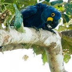 arara azul_00242 Arara-azul