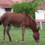 Pantanal-Pferd
