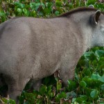 tapir_1870