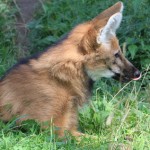 Mähnenwolf