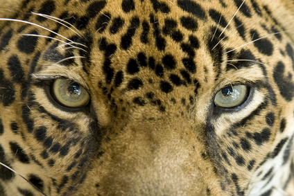 close up the eyes of a beautiful jaguar or panthera onca