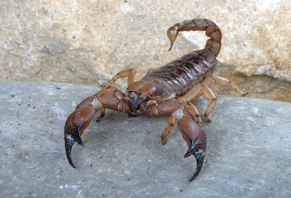 Shiny Burrowing Scorpion