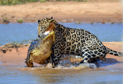 jaguar kills cayman