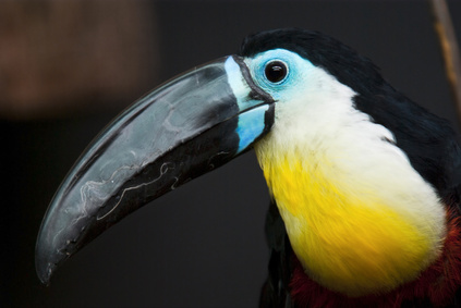 toucan ariel