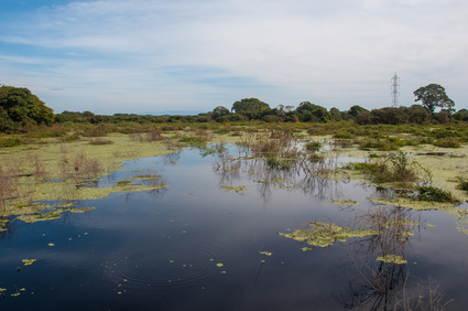 Landscapes in the South Pantanal of Brazil.