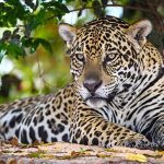 Zum Tag des Jaguars: Königin der Wildkatzen auf Museumskuppel