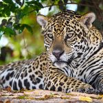 Die Jaguare im Pantanal
