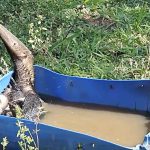 Ameisenbärdame des Pantanals gewinnt „Audrey Mealia Wild Animal Unique Personality Award“