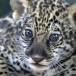 Jaguarjunges „Der, der weit sieht“ wird Symbol der Hoffnung des Pantanals