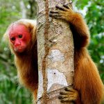 Forscher widmen sich Affen des Pantanals und entdecken neue Primatenart