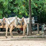 Immer mehr Touristen erleben das Pantanal auf dem Rücken der Pferde