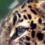 Animalfarm Life_Jaguar-Safari