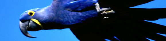 arara-azul_578