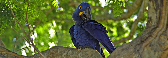 arara-azul_klaus_578