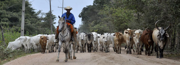 fazenda_rinderherde begleitet_578