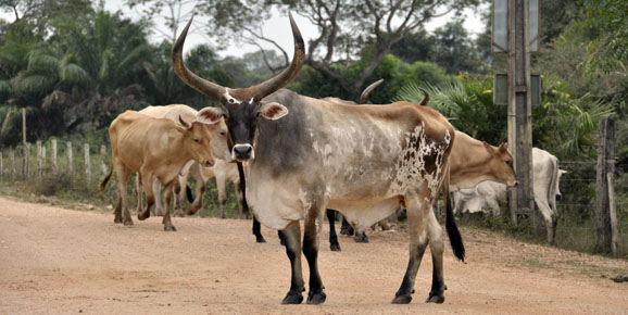 fazenda_rinderherde_578