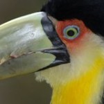 pantanal-bird