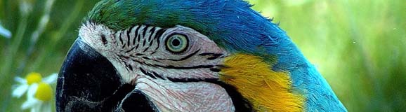 Pantanal_Schätze der Natur gegen Wohlstandsstress