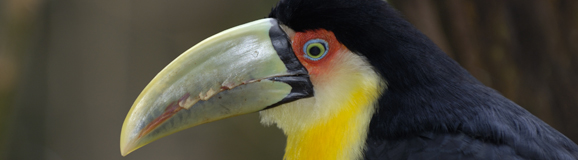 Pantanal_Tiere in freier Wildbahn