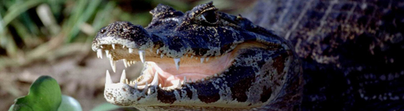 Pantanal_viele Krokodile