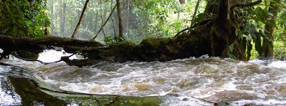regenwald einblick