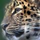 Animalfarm Life – Exclusiv Jaguar-Safari im Pantanal