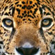 Animalfarm life – Jaguar-Safari Hotel Porto Jofre