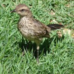 Sabiá-do-campo