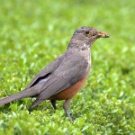 Sabiá-laranjeira Sabiá-laranjeira