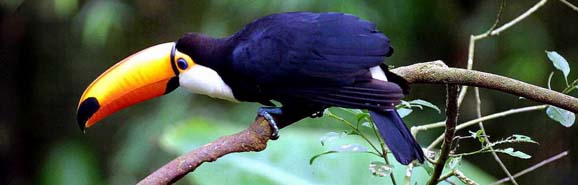 tucano_578