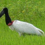 Tuiuiú - Pantanal
